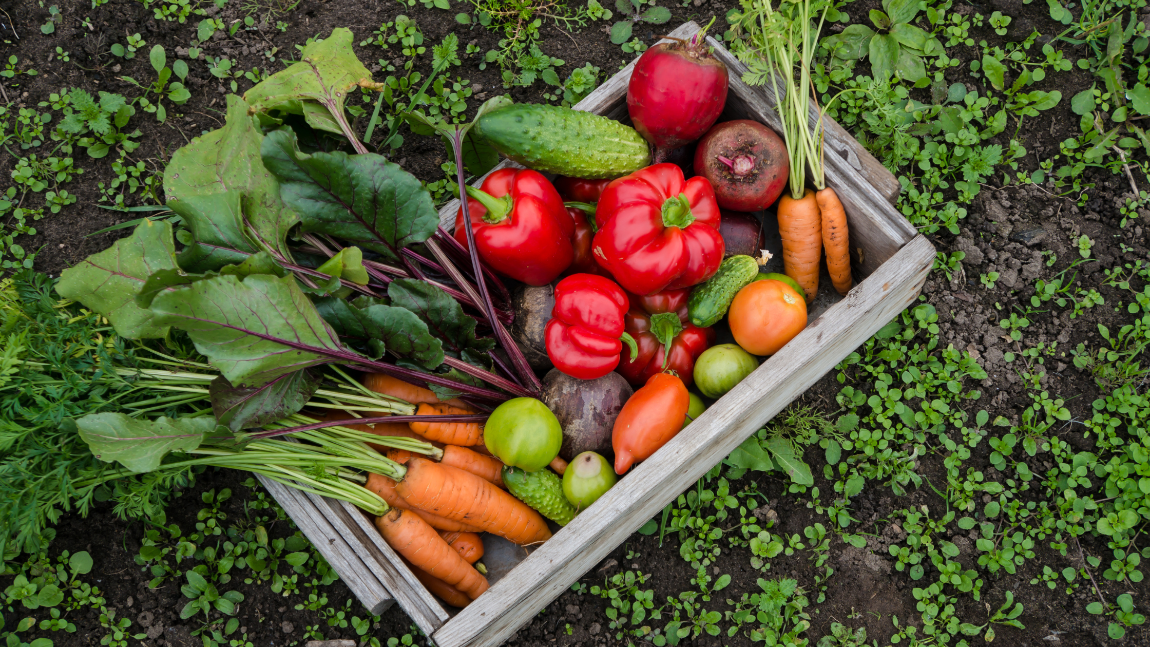 Our Step-by-Step Guide to Creating a Family-Friendly Veggie Patch!