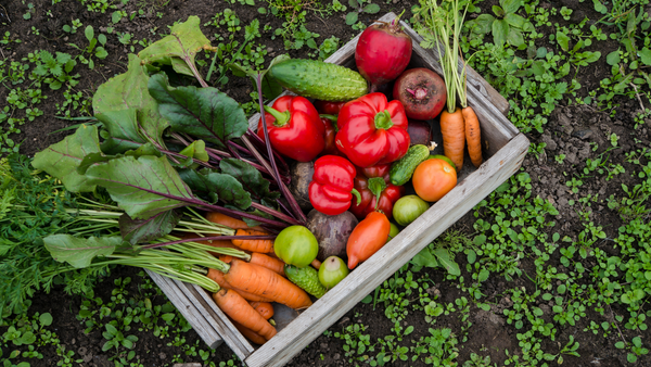 Our Step-by-Step Guide to Creating a Family-Friendly Veggie Patch!