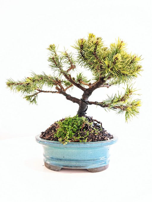 Pinus Mugo - Slowmound