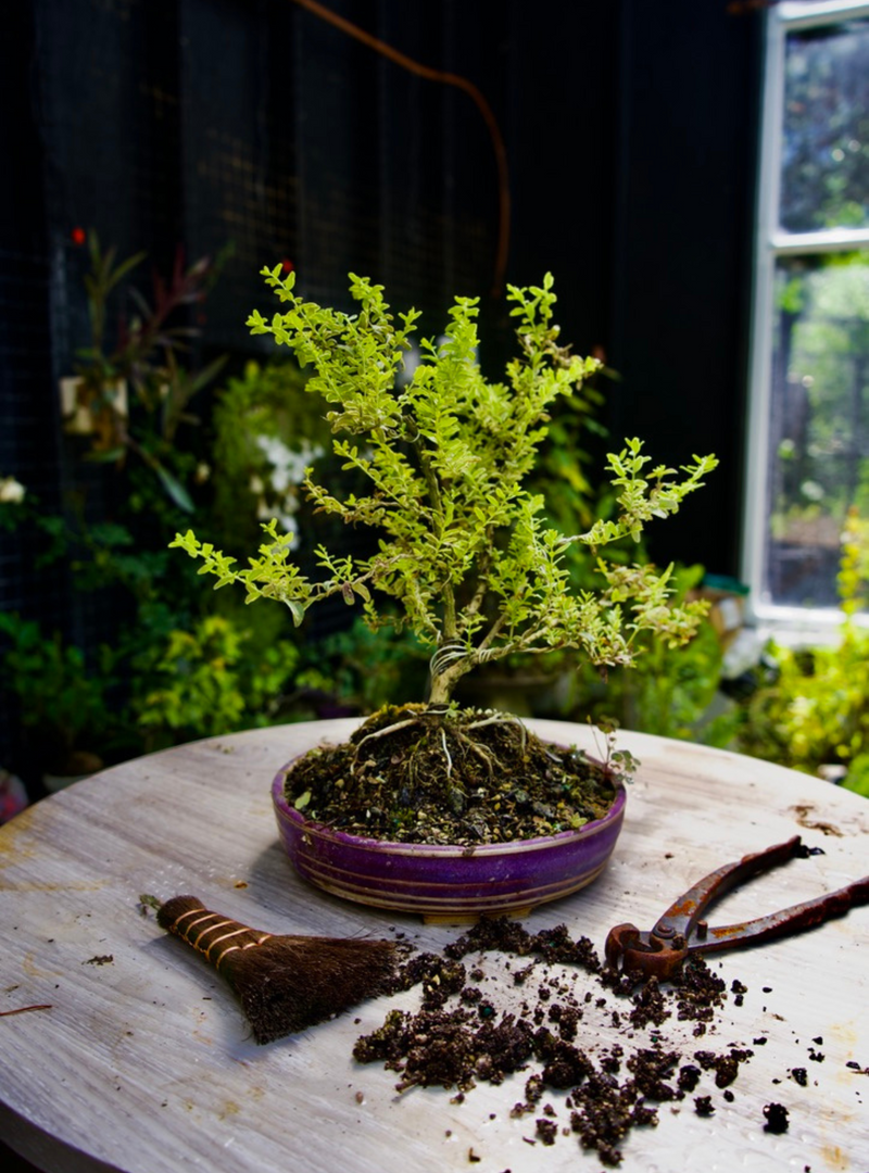 Year 2 Bonsai - Fortune's Spindle