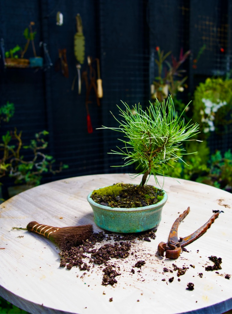 Year 2 Bonsai - Japanese Black Pine